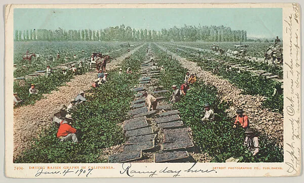 Drying Raisin Grapes in California, No. 7494 — Detroit Publishing Company