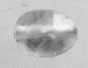 Scaraboid seal — Unknown