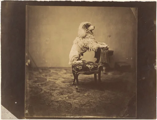[Empress Eugénie's Poodle]