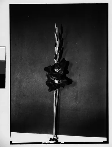[Gladiola in Front of Backdrop, Darien, Connecticut]