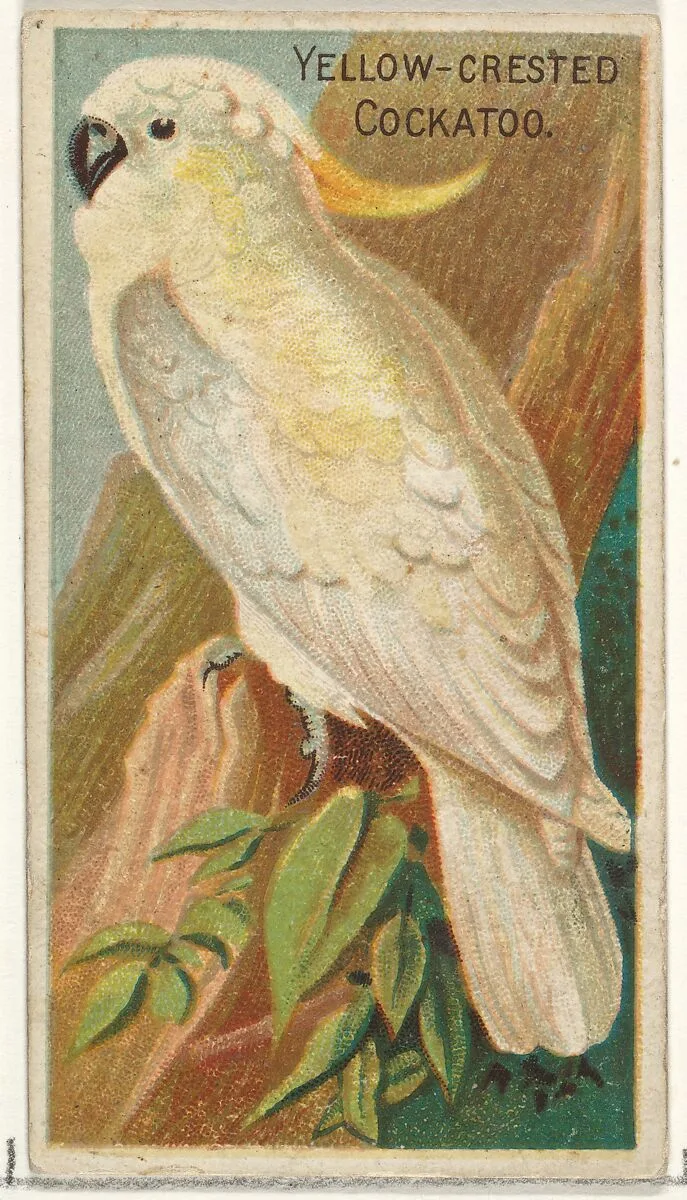 Yellow-Crested Cockatoo, from the Birds of the Tropics series (N5) for Allen & Ginter Cigarettes Brands — Allen & Ginter|George S. Harris & Sons