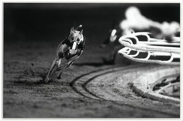 3 White (DG's Mr. Postman) Fourth Race, Phoenix Greyhound Park, Phoenix, Arizona, August 22, 1994 — Christopher Williams