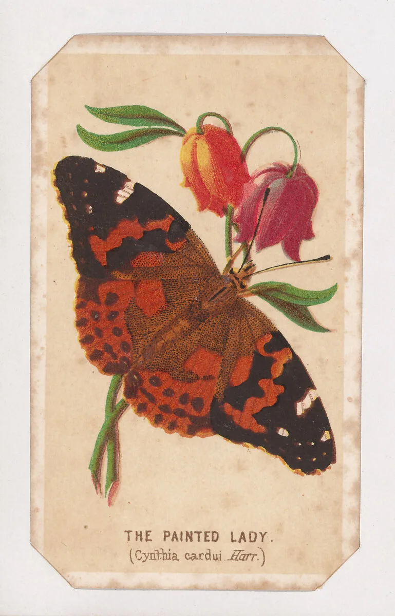 The Painted Lady butterfly card from the Butterflies and Moths of America series — Louis Prang & Co.
