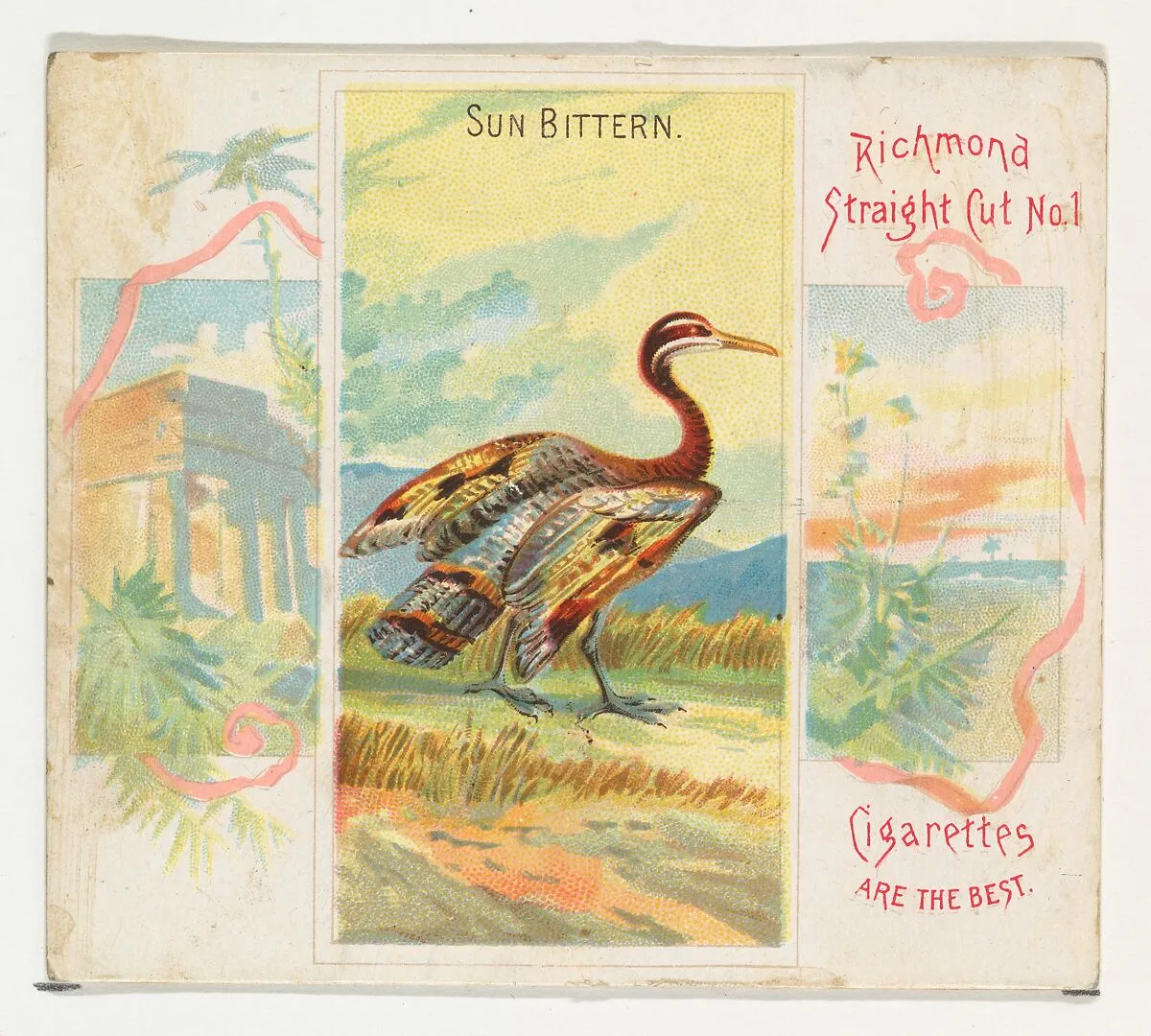 Sun Bittern, from Birds of the Tropics series (N38) for Allen & Ginter Cigarettes — Allen & Ginter|George S. Harris & Sons