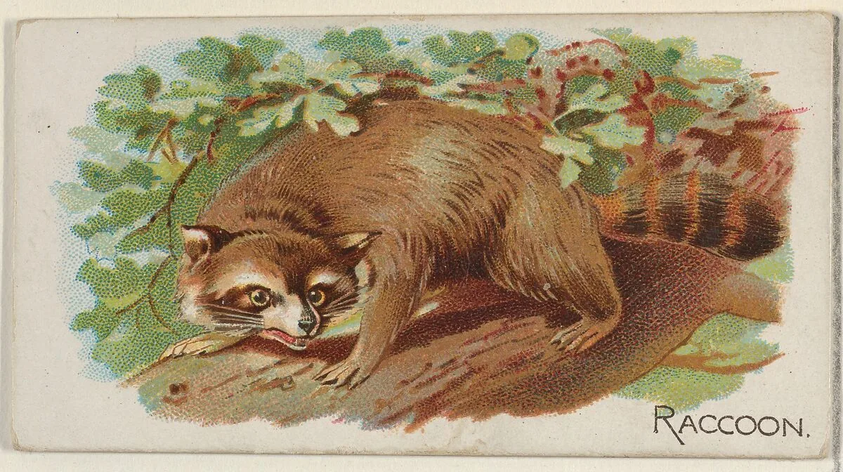 Raccoon, from the Quadrupeds series (N21) for Allen & Ginter Cigarettes — Allen & Ginter|Lindner, Eddy & Claus