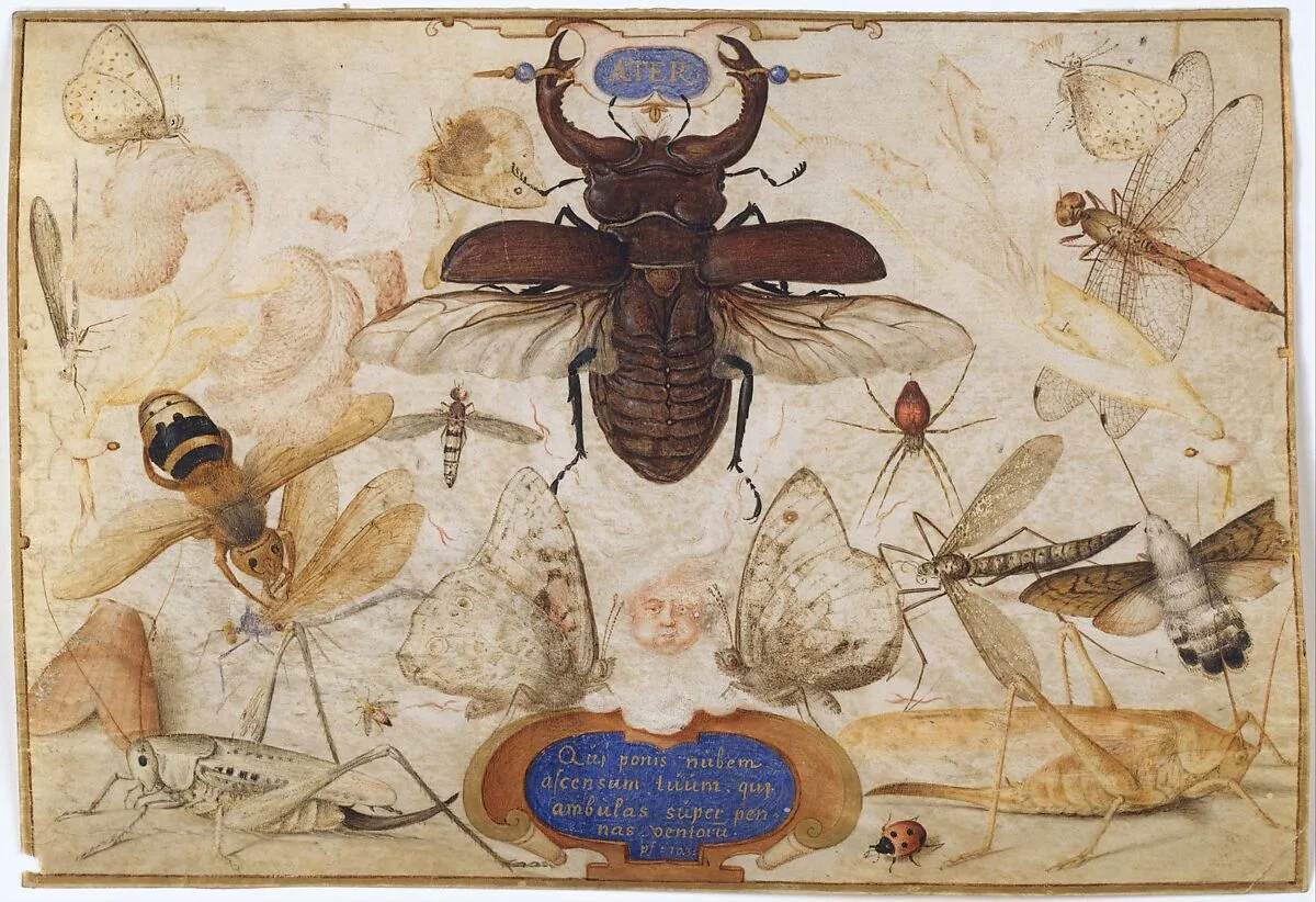 Insects and the Head of a Wind God — Joris Hoefnagel