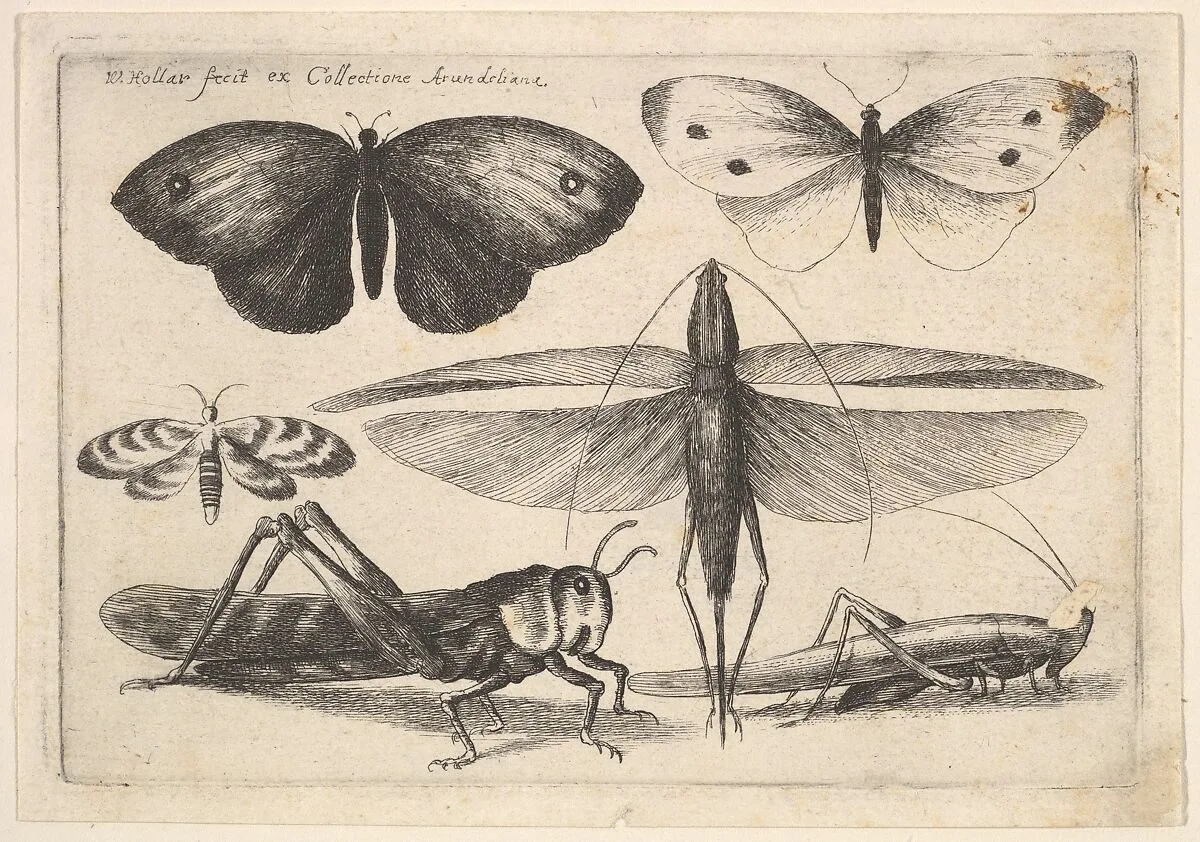 Six insects — Wenceslaus Hollar