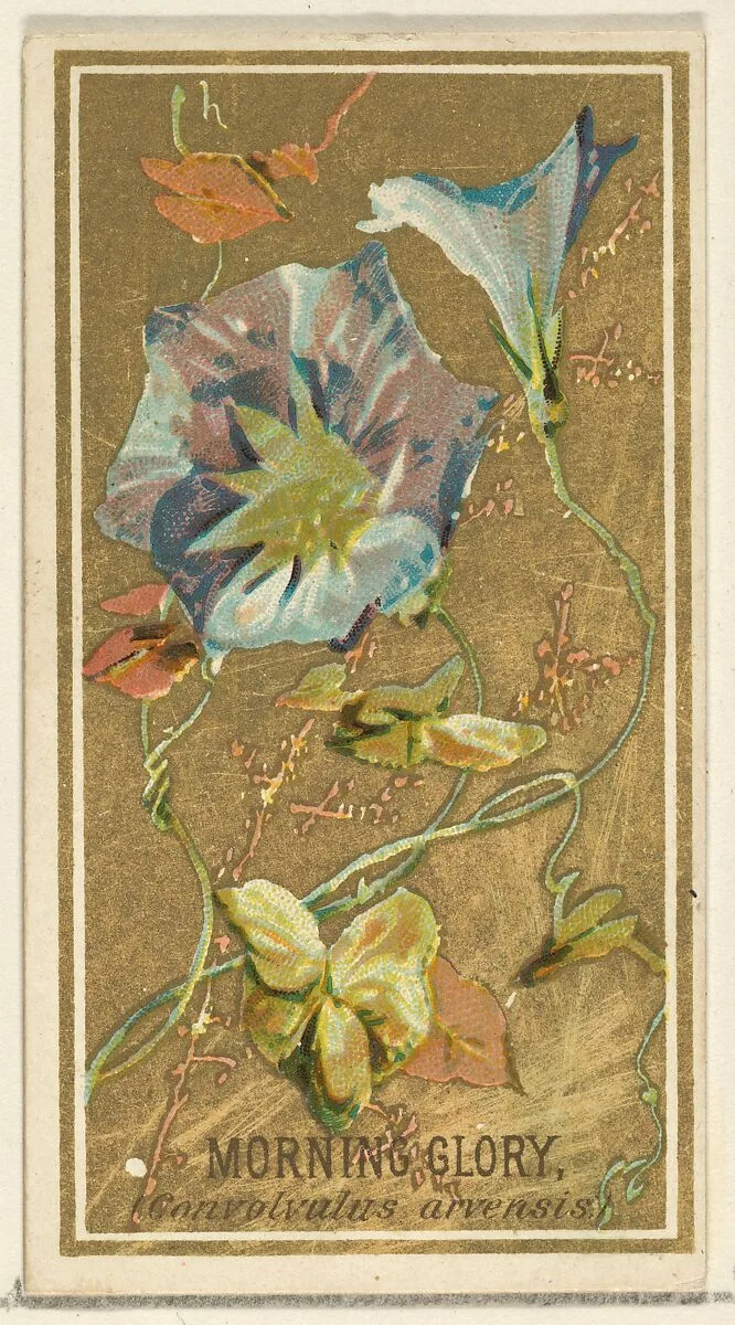 Morning Glory (Convolvalus arrensis), from the Flowers series for Old Judge Cigarettes — Goodwin & Company|George S. Harris & Sons