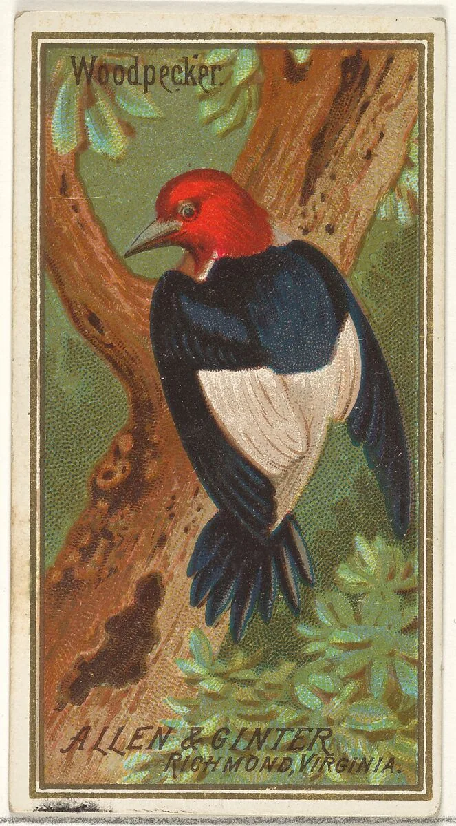 Woodpecker, from the Birds of America series (N4) for Allen & Ginter Cigarettes Brands — Allen & Ginter