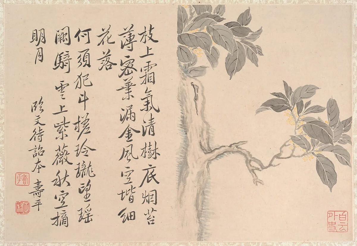 清 仿惲壽平 桂花圖 冊頁|Cassia Tree — Yun Shouping|Unidentified artist