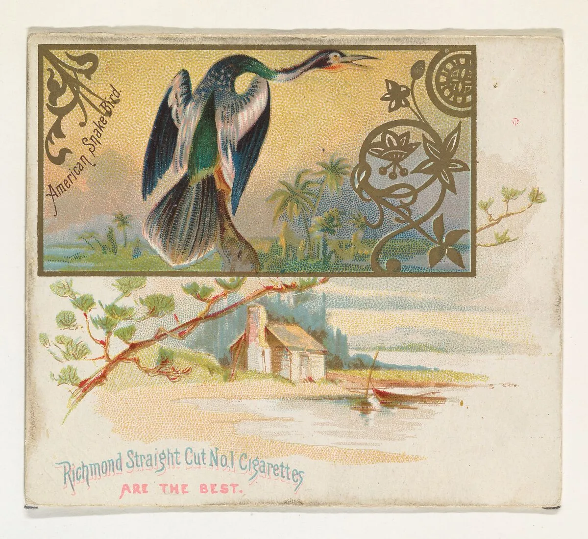 American Snake Bird, from the Game Birds series (N40) for Allen & Ginter Cigarettes — Allen & Ginter