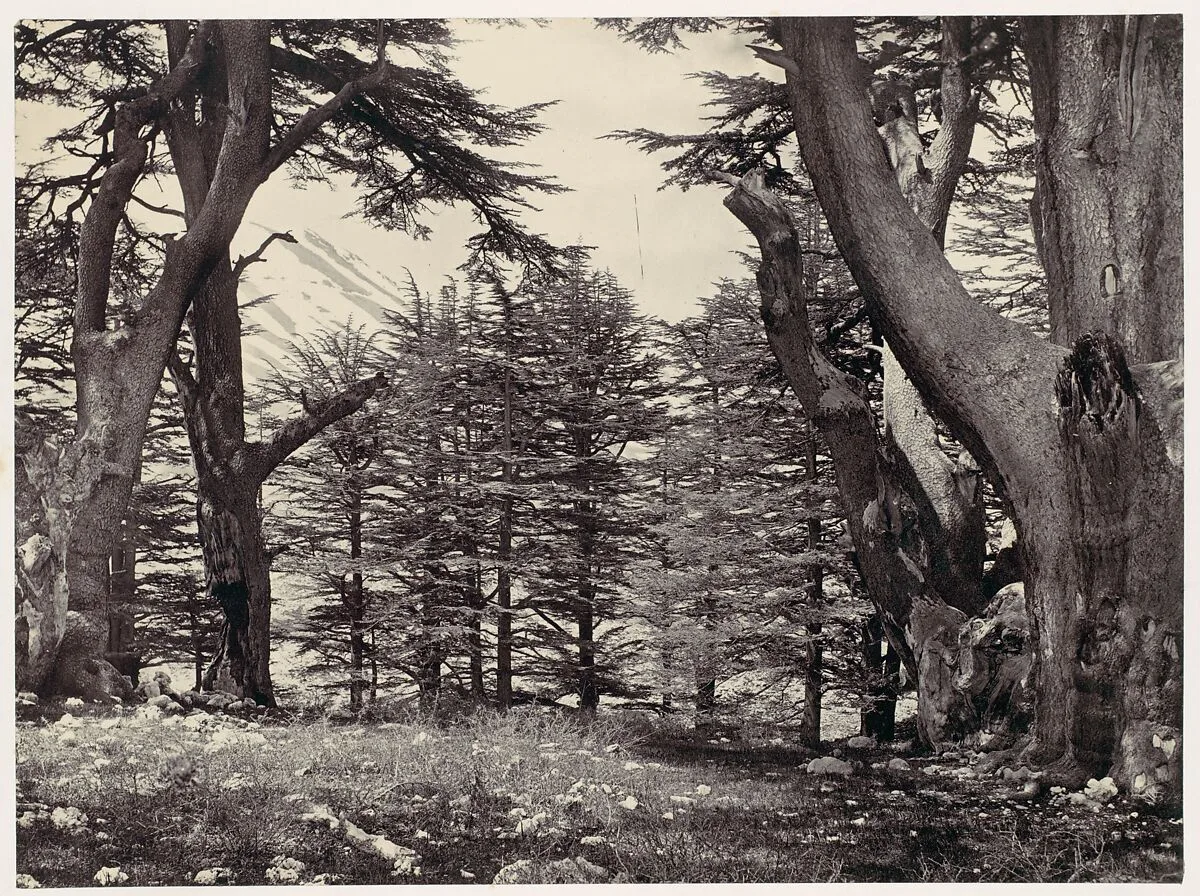 Cedars of Lebanon — Francis Frith