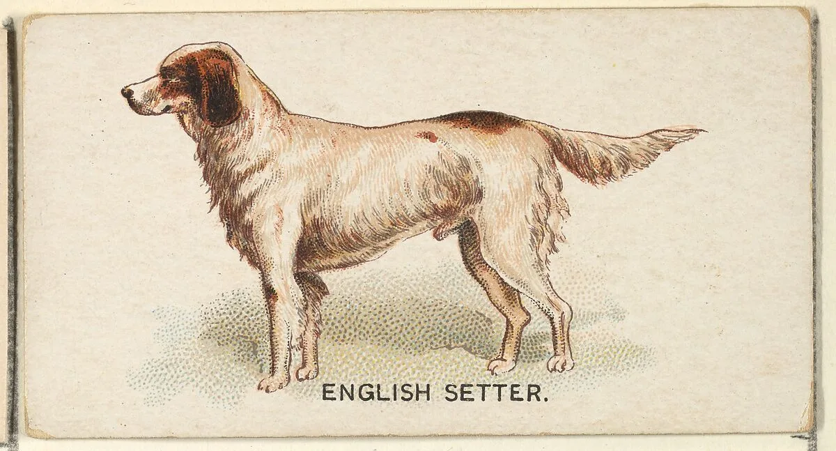 English Setter, from the Dogs of the World series for Old Judge Cigarettes — Goodwin & Company