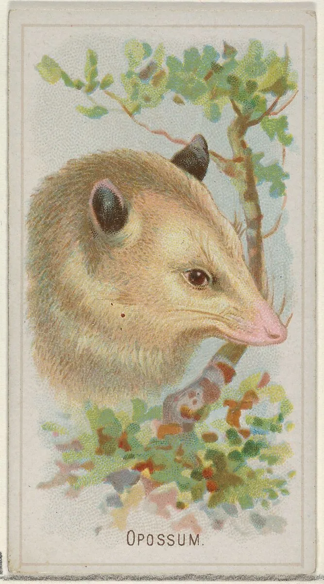 Opossum, from the Wild Animals of the World series (N25) for Allen & Ginter Cigarettes — Allen & Ginter|George S. Harris & Sons