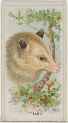 Opossum, from the Wild Animals of the World series (N25) for Allen & Ginter Cigarettes