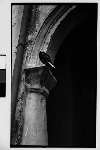 [Bird Perched on Doorway Capital, Havana?, Cuba]