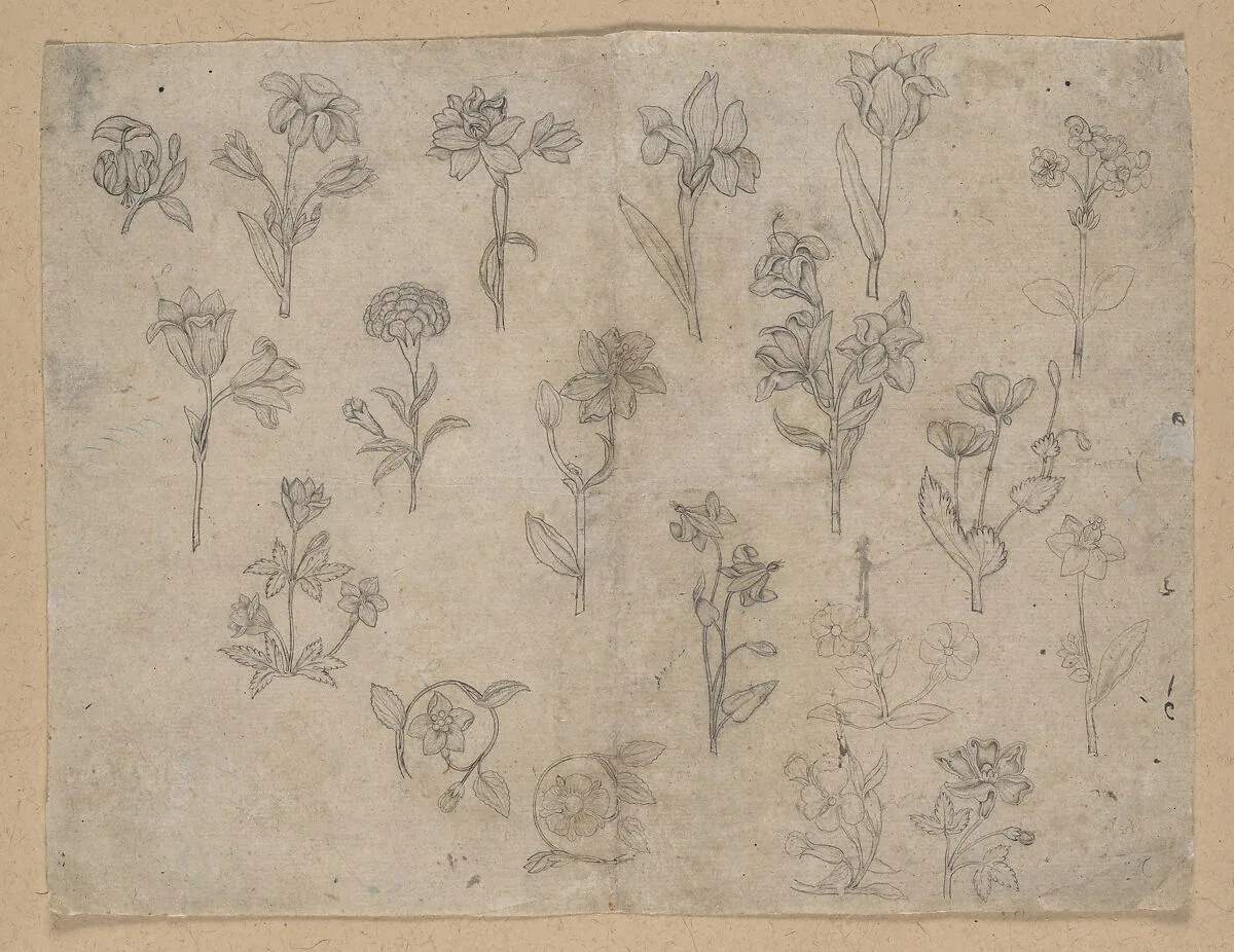 Flower Studies — Unknown