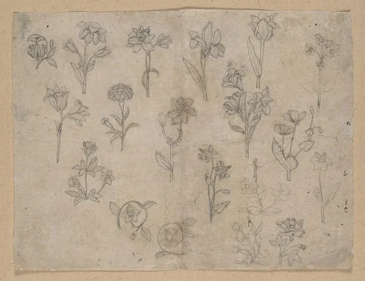 Flower Studies