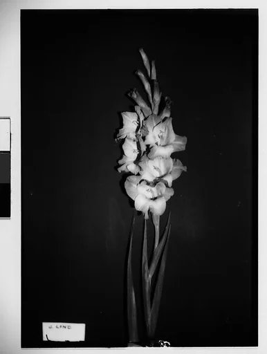 [Gladiola with White Identifying Label in Front of Backdrop, Darien, Connecticut]