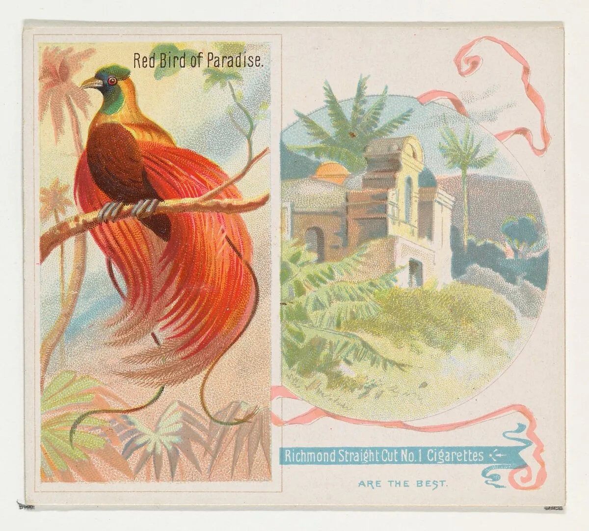 Red Bird of Paradise, from Birds of the Tropics series (N38) for Allen & Ginter Cigarettes — Allen & Ginter|George S. Harris & Sons