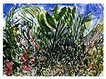 Mexican Garden