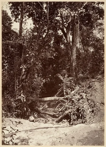Tropical Scenery, The Brook El Bano, Chipigana