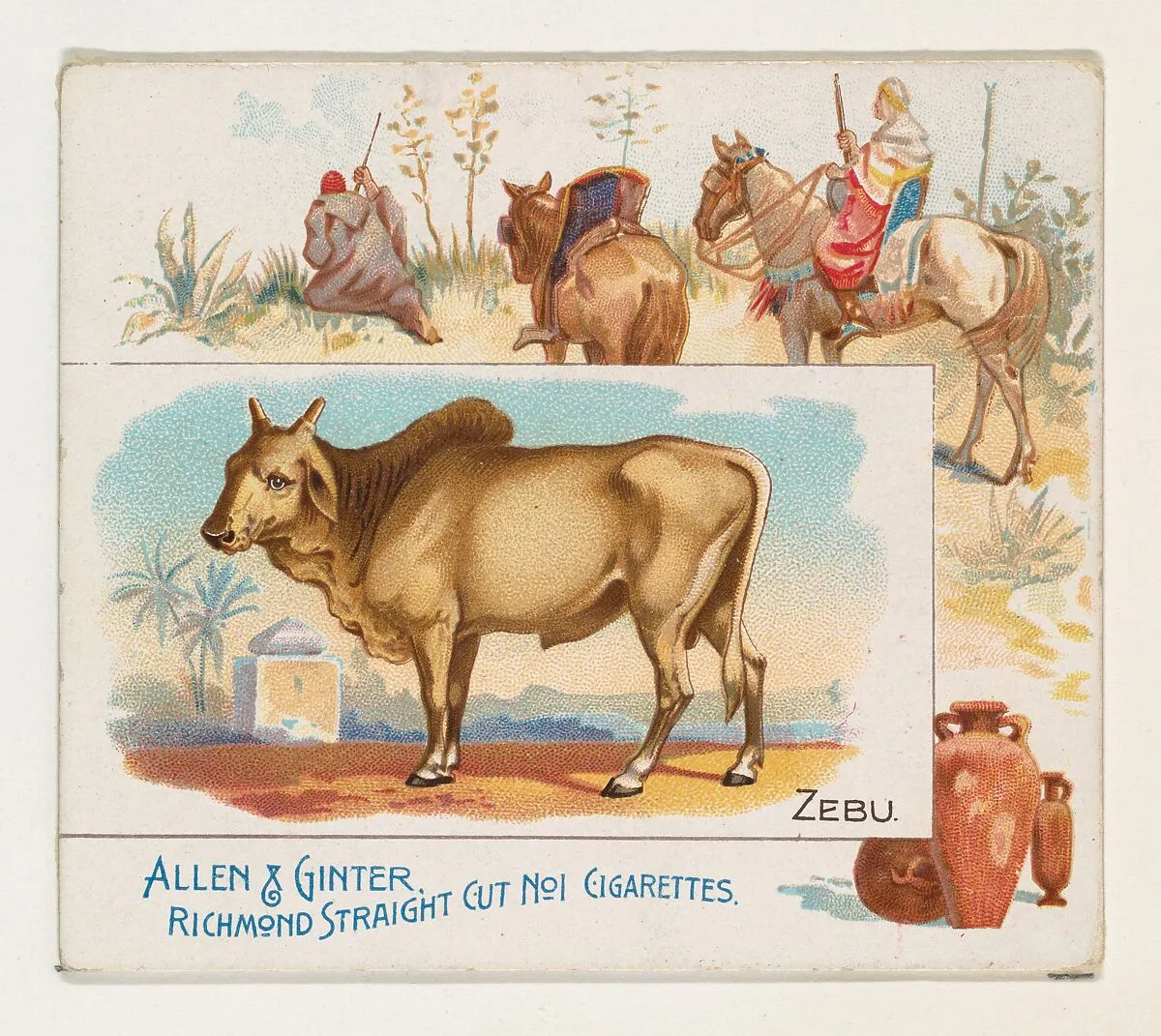 Zebu, from Quadrupeds series (N41) for Allen & Ginter Cigarettes — Allen & Ginter|Lindner, Eddy & Claus