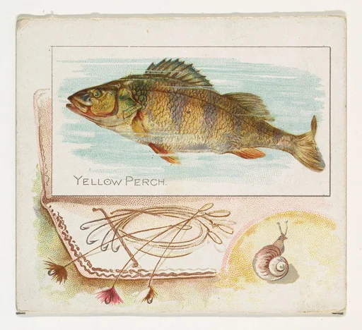 Yellow Perch, from Fish from American Waters series (N39) for Allen & Ginter Cigarettes