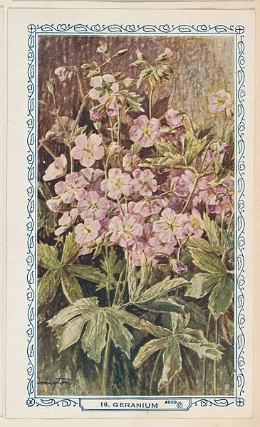 16. Geranium, bakery insert card from the Flower Pictures series (D36), issued by the Freihofer Baking Company — Freihofer Baking Company
