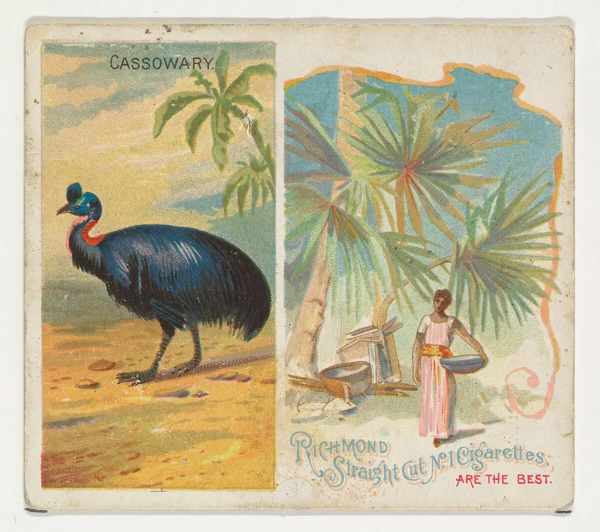 Cassowary, from Birds of the Tropics series (N38) for Allen & Ginter Cigarettes — Allen & Ginter|George S. Harris & Sons