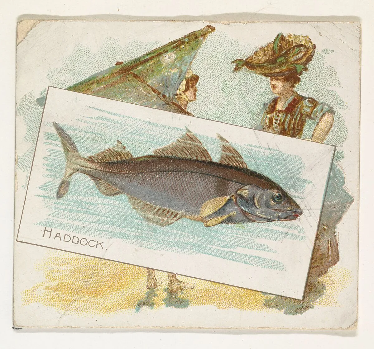 Haddock, from Fish from American Waters series (N39) for Allen & Ginter Cigarettes — Allen & Ginter|Lindner, Eddy & Claus