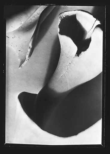 [Shell Study]