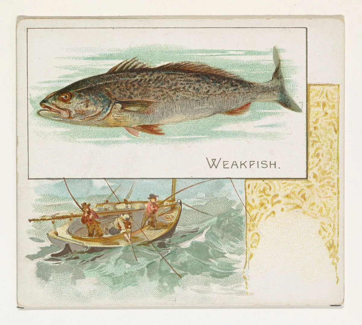 Weakfish, from Fish from American Waters series (N39) for Allen & Ginter Cigarettes — Lindner, Eddy & Claus|Allen & Ginter