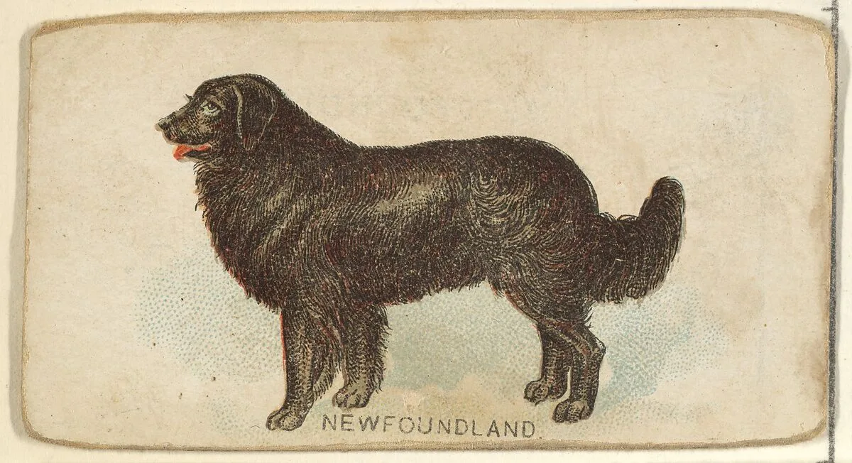 Newfoundland, from the Dogs of the World series for Old Judge Cigarettes — Goodwin & Company