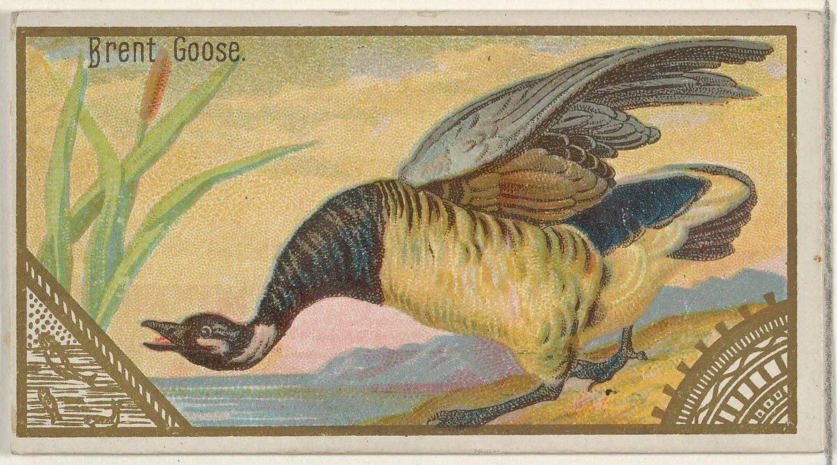 Brent Goose, from the Game Birds series (N13) for Allen & Ginter Cigarettes Brands — Allen & Ginter|George S. Harris & Sons