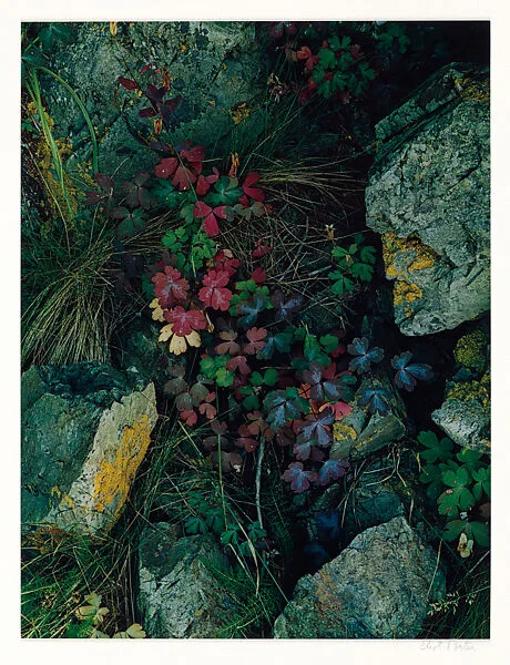 Columbine Leaves, Great Spruce Head Island, Maine — Eliot Porter