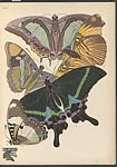 Papillons, Pl. 8 — Tolmer Editeur|Emile-Allain Séguy