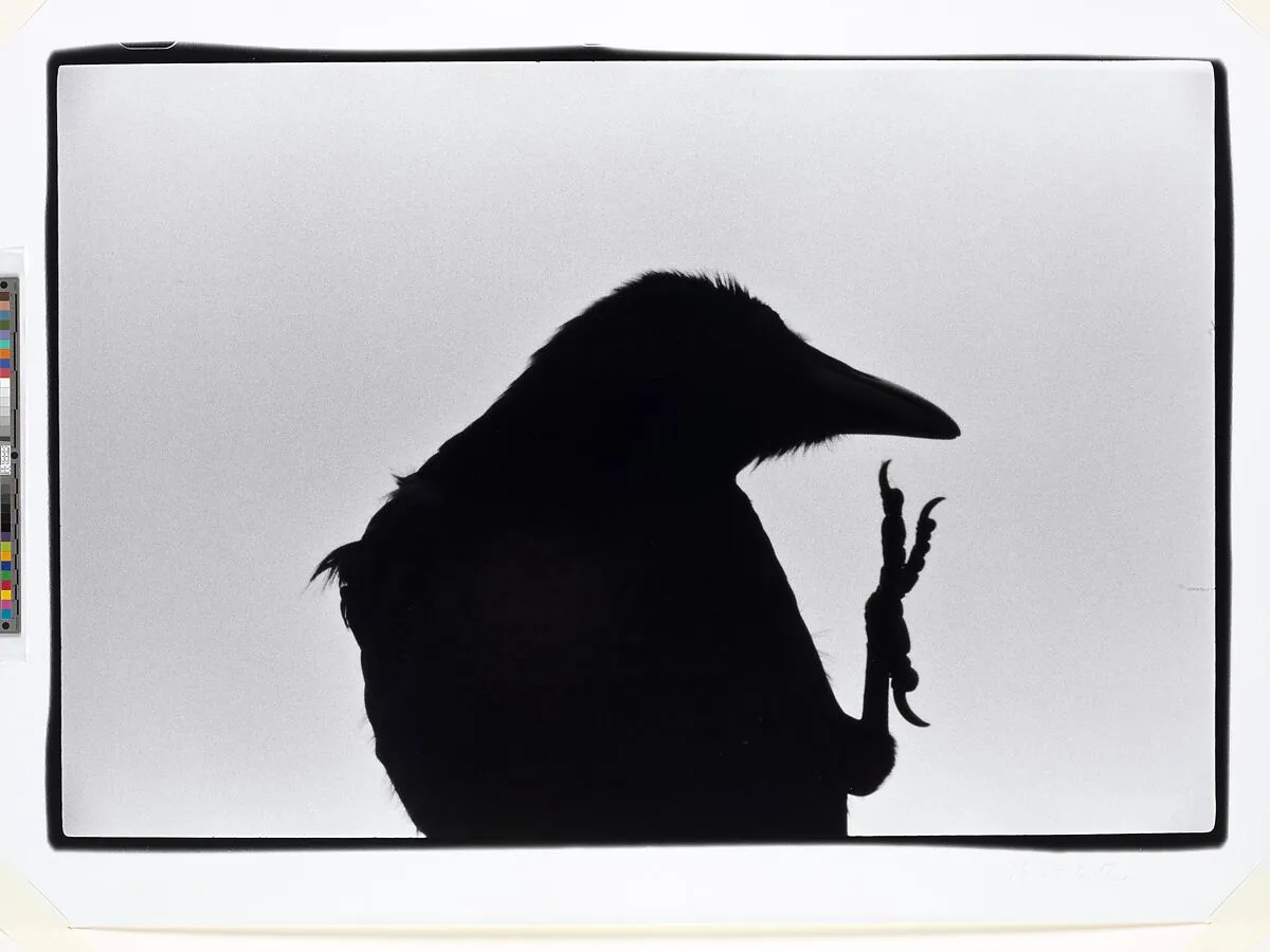 Untitled — Masahisa Fukase