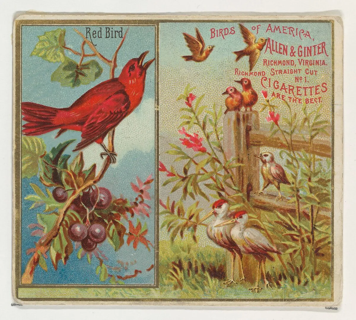 Red Bird, from the Birds of America series (N37) for Allen & Ginter Cigarettes — Allen & Ginter