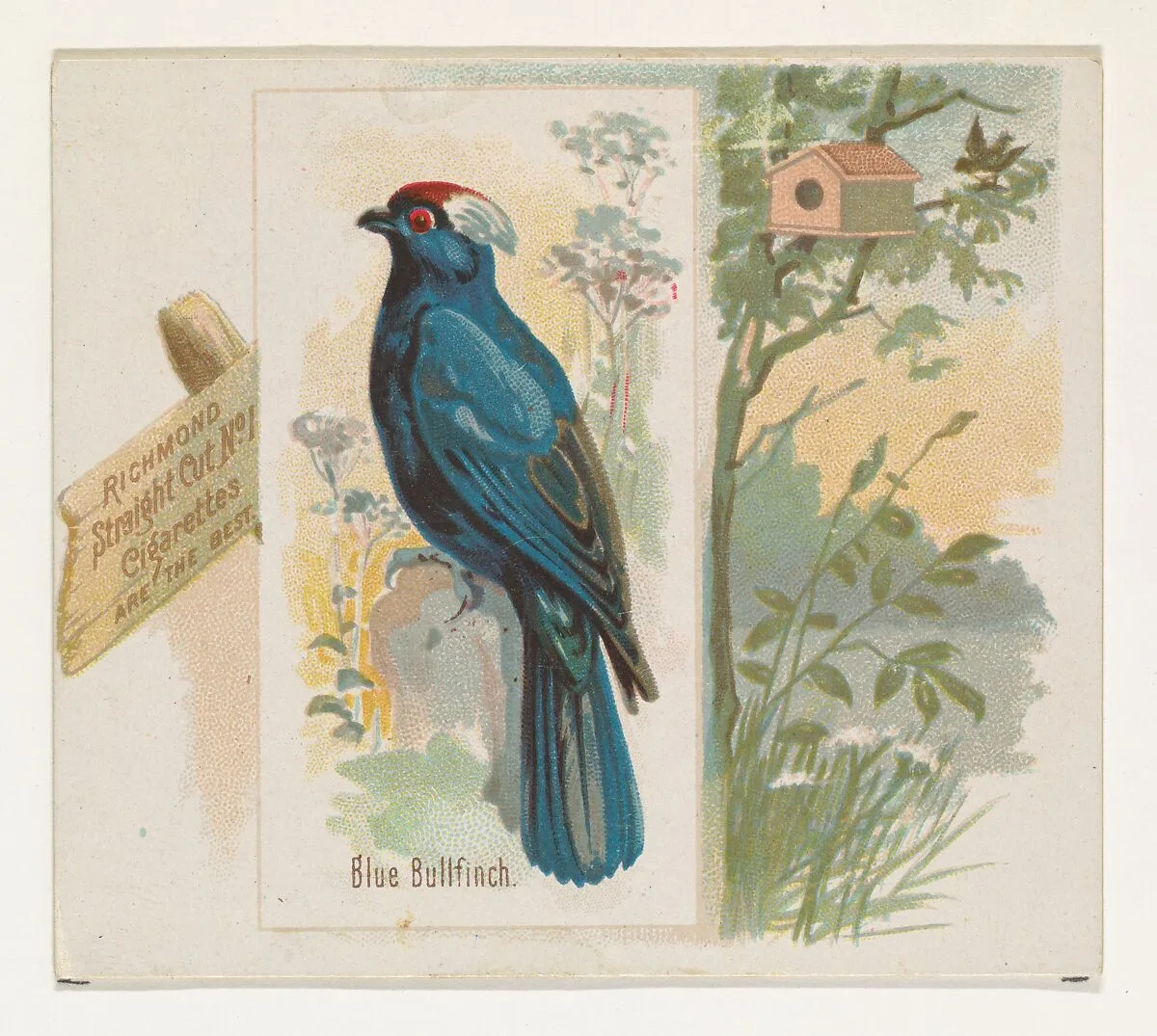 Blue Bullfinch, from the Song Birds of the World series (N42) for Allen & Ginter Cigarettes — Allen & Ginter|George S. Harris & Sons