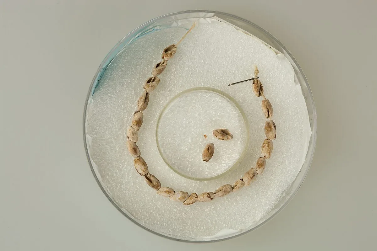 String of Ancillaria shells — Unknown