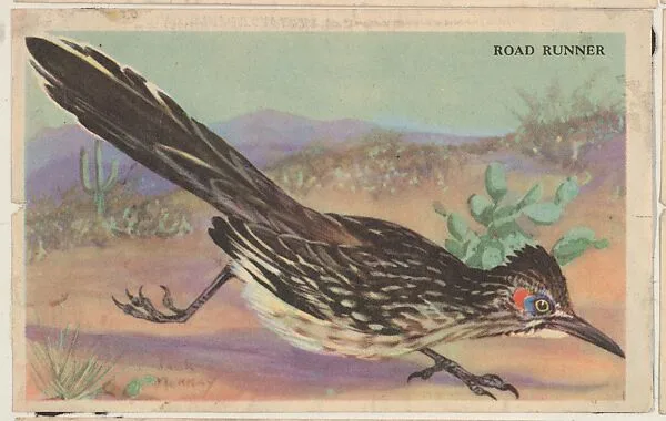 Road Runner, bakery card from the California Bird Pictures series (D39-2), issued by the Gordon Bread Company — Gordon Bread Company