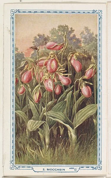 2. Moccasin, bakery insert card from the Flower Pictures series (D36), issued by the Freihofer Baking Company — Freihofer Baking Company