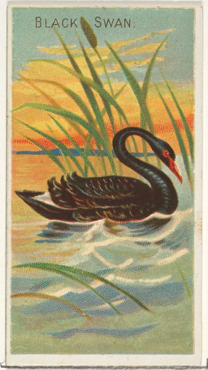 Black Swan, from the Birds of the Tropics series (N5) for Allen & Ginter Cigarettes Brands — Allen & Ginter|George S. Harris & Sons