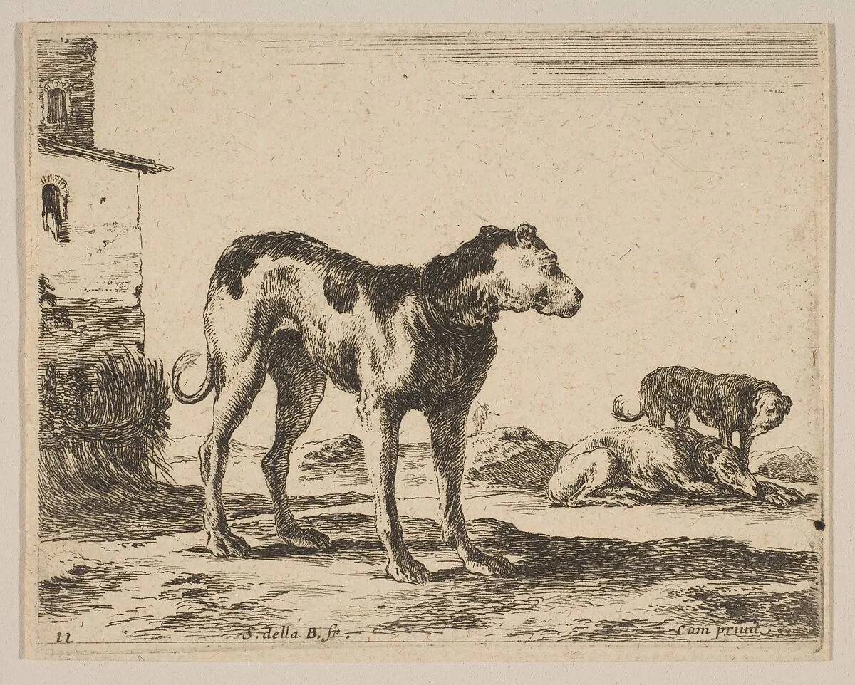 Plate 11: Dogs, from "Various animals" (Diversi animali) — Stefano della Bella