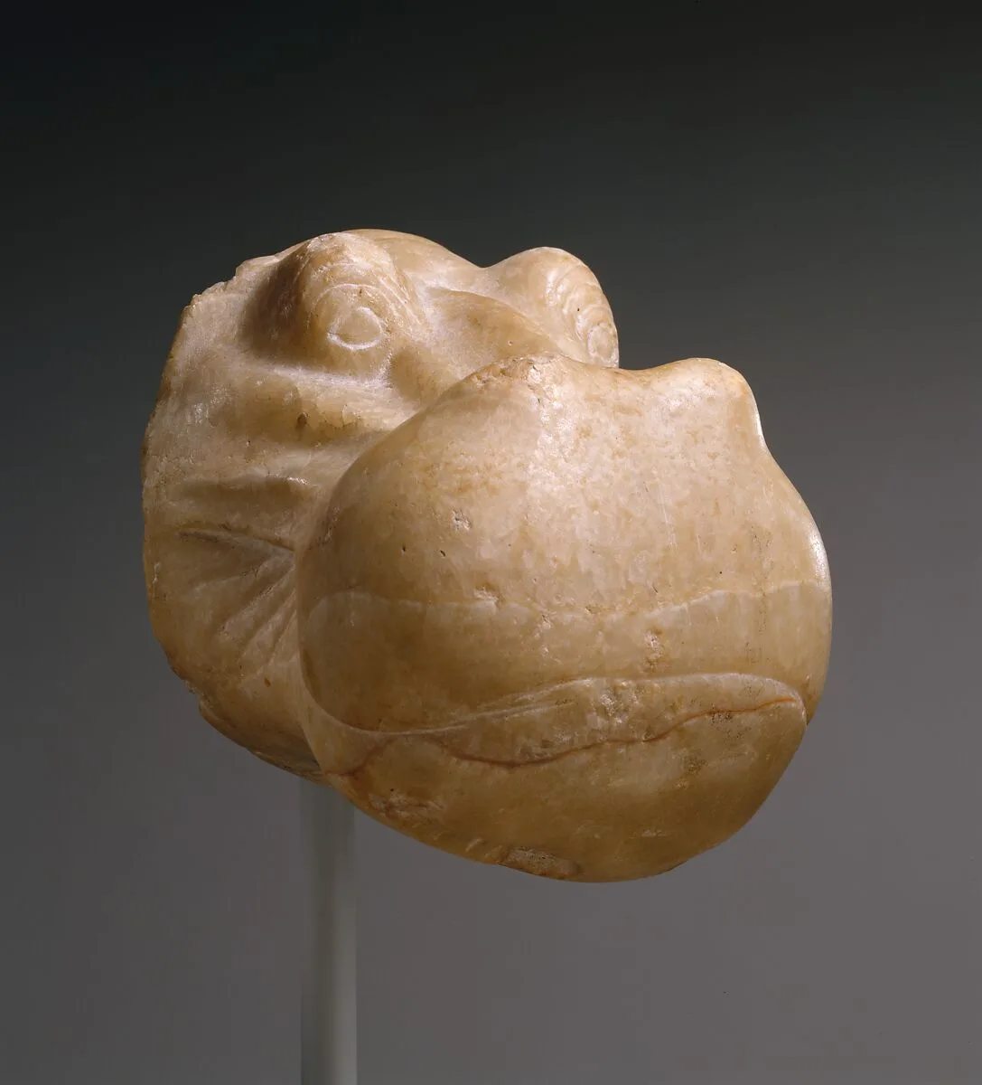 Head of a Hippopotamus — Unknown