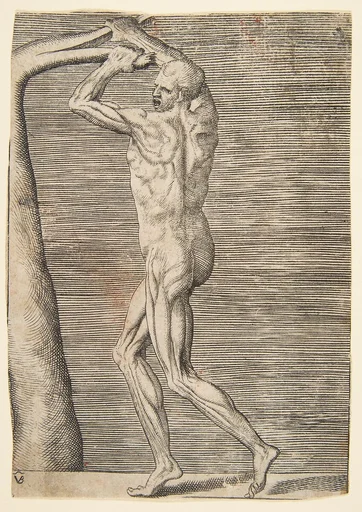 Flayed man arms raised holding the branch of a tree