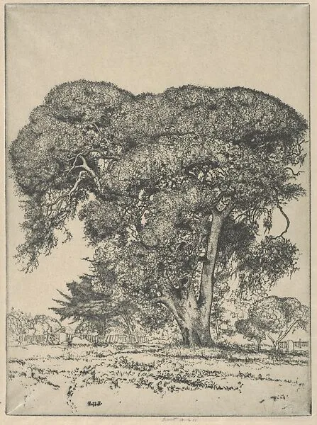 Cemetery Live Oak — Ernest Haskell