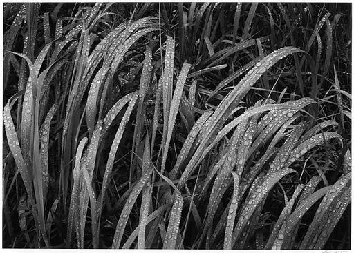 Grass, Glacier Bay National Monument, Alaska