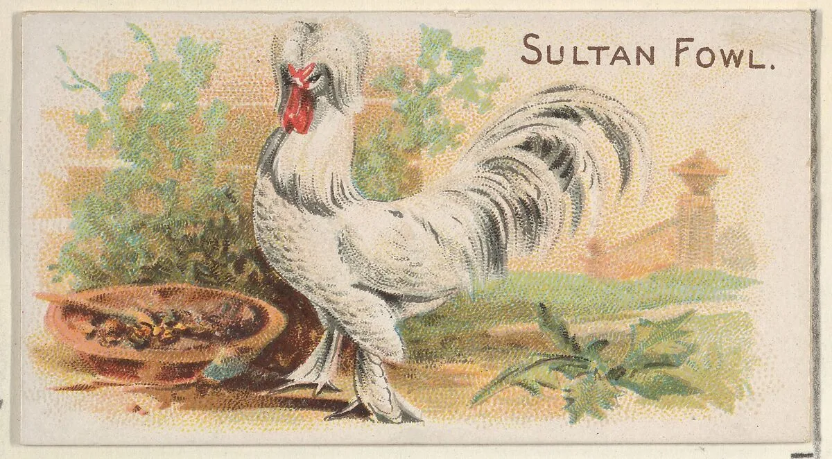 Sultan Fowl, from the Prize and Game Chickens series (N20) for Allen & Ginter Cigarettes — Allen & Ginter|The Gast Lithograph & Engraving Company